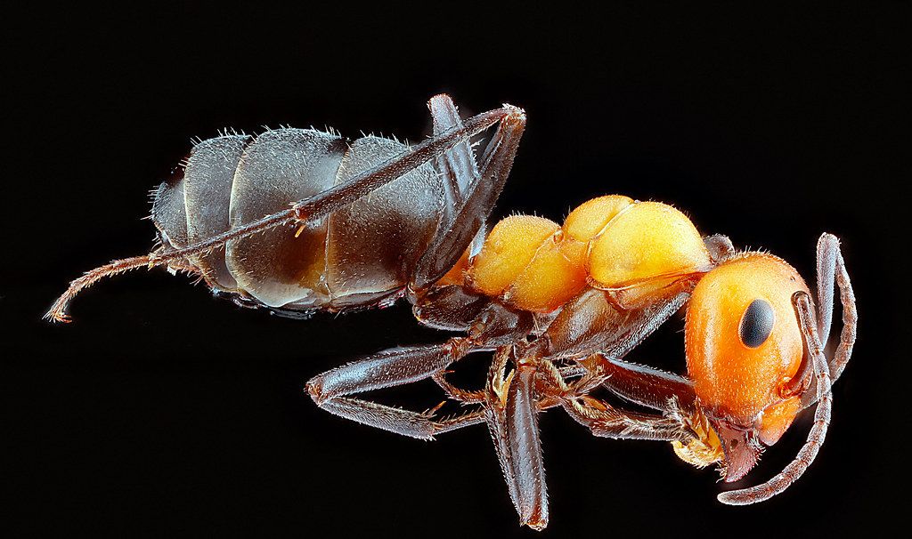 Ant Control service in Milpitas, CA