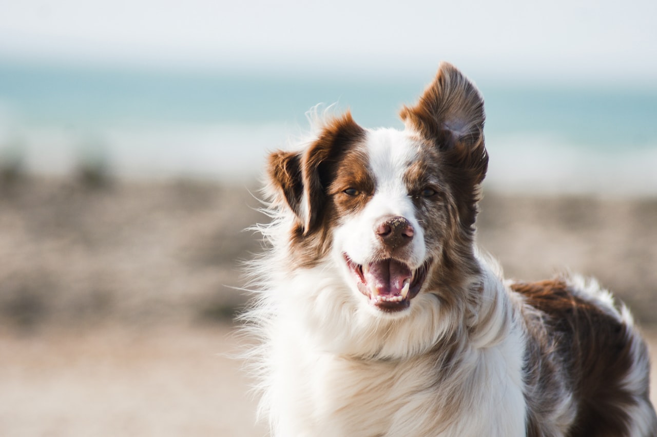 Flea & Tick Control service in Milpitas, CA