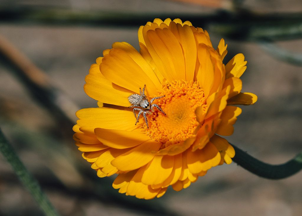 Spider Control service in Milpitas, CA